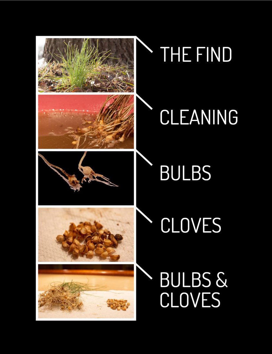 thetellermag's tweet photo. For all your foraging desires this season, take a look at Justin Rampert’s “The Common Weed” on page 20 of the March Issue! Read the full article @ https://t.co/DeTM8lktWQ #MidWinter #Foragers #GoodLuckHunters #TheTellerMagazine https://t.co/tIyV0ySxj5