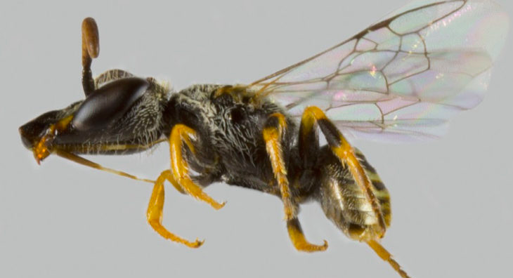 TaniaCorrea's tweet photo. Científica chilena descubre nueva abeja nativa y la bautiza en honor a mujeres en las ciencias: Xeromelissa sororitatis o “de la hermandad” https://t.co/xgPbBdieSH https://t.co/uLvzTXkoUH