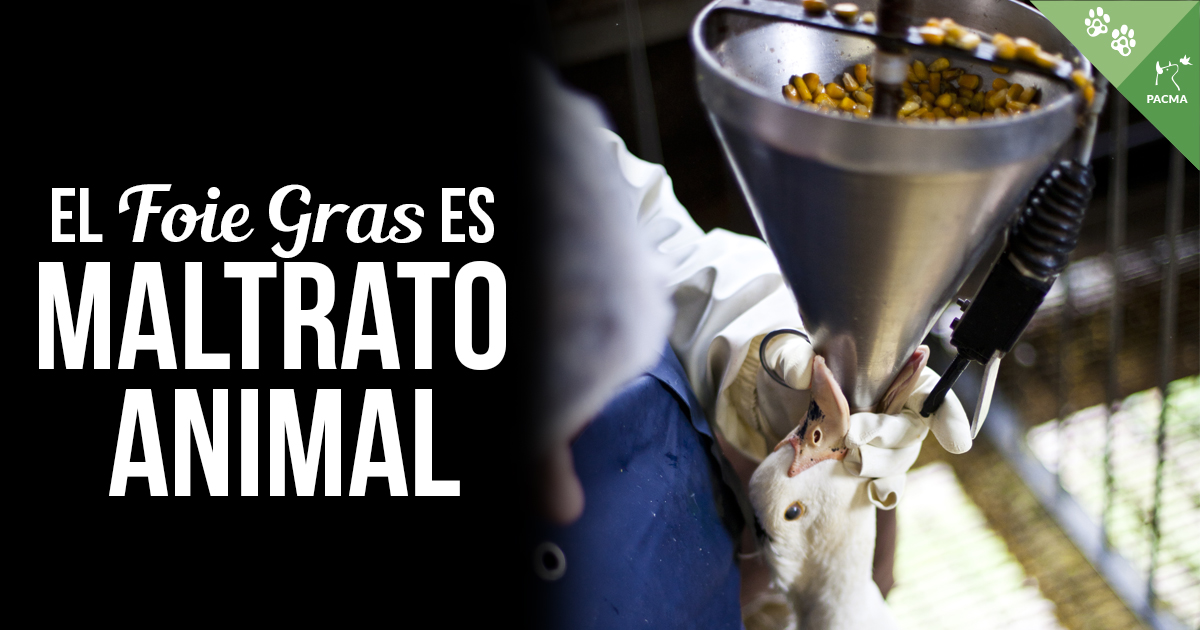 🤢 Comer foie gras es provocar la enfermedad de un ganso o pato para comerte su hígado. Las aves viven en sucias jaulas y son cebadas varias veces al día introduciéndoles un tubo en la garganta hasta el estómago. 

👉 Exigimos al Gobierno la prohibición del foie gras.