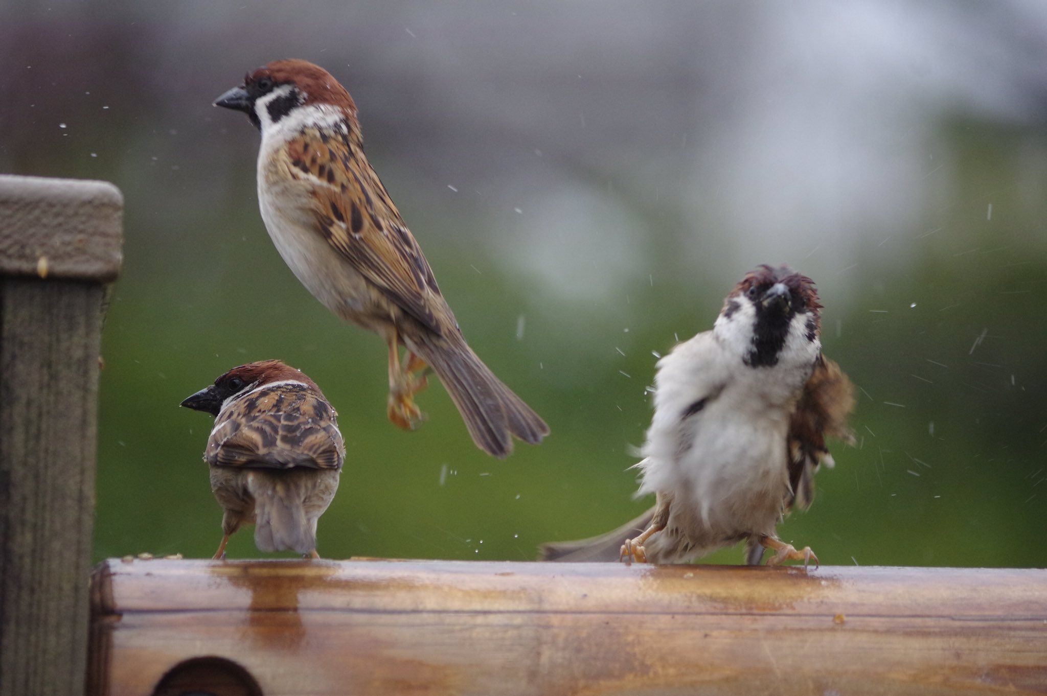 中野さとる それぞれの動きが面白いね 雀 スズメ すずめ Sparrow 鳥 小鳥 野鳥 Bird T Co Fcpamm35jw Twitter