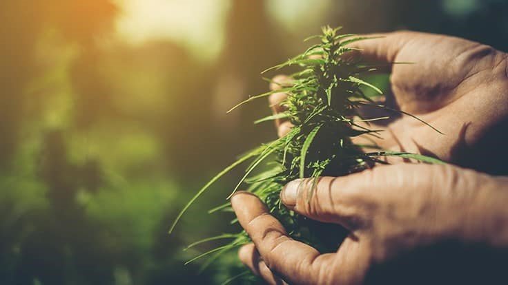 HempProcessingS's tweet photo. Hemp May Remain a Specialty Crop Reserved For a Few States, USDA Says
https://t.co/kfPUZXaz4g https://t.co/w7agDhKsIG