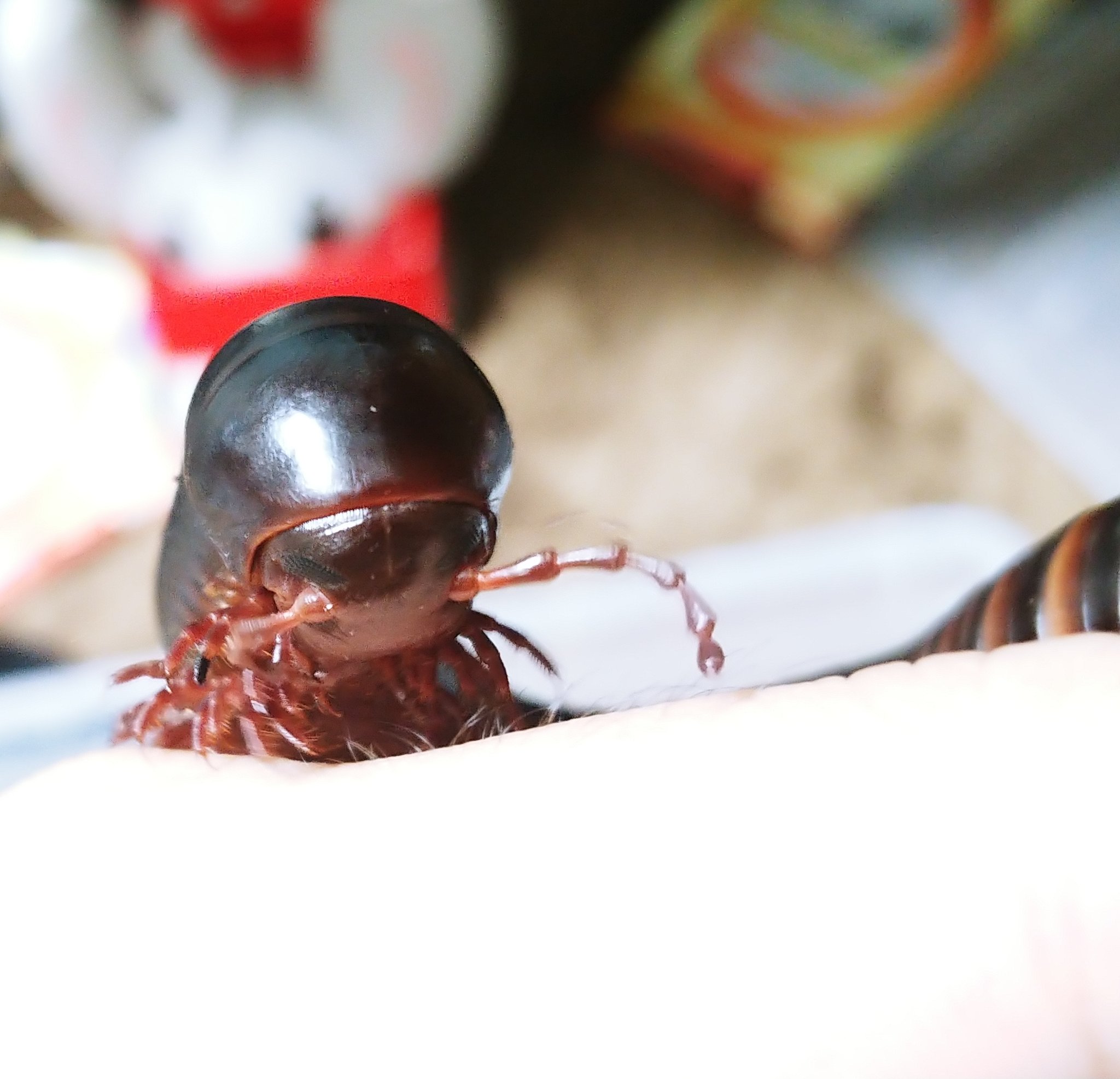 イカぽ 2787 8175 0306 ちょいちょいヤスデちゃんが話題なるので紹介 ミィのウチにはクソデカなトーゴオオヤスデと 通常サイズのブルーミリピードがいますミィ ヤスデは見た目がクソキモい故に不快害虫 扱いされてますが 落ち葉などを分解する益虫で 顔 イカぽ 2787 8175 0306 ちょいちょいヤスデちゃんが話題なるので紹介 ミィのウチにはクソデカなトーゴオオヤスデと 通常サイズのブルーミリピードがいますミィ ヤスデは見た目がクソキモい故に不快害虫 扱いされてますが 落ち葉などを分解する益虫で 顔