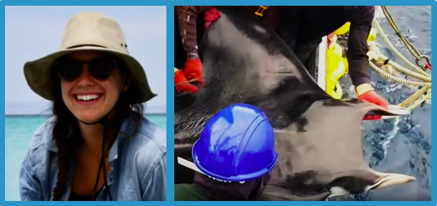 SharkAdvocates's tweet photo. 🎉HooRAY for @ucsc Ph.D. student @melissa_cronin -- GRAND PRIZE WINNER in @ISSF Seafood Sustainability Contest for her proposal to reduce Mobula Ray bycatch mortality in purse seine fisheries! Can't wait for her RFMO presentation! #FlatSharksNeedLoveToo https://t.co/1PR7TbnOjB https://t.co/jAkHtMofhS