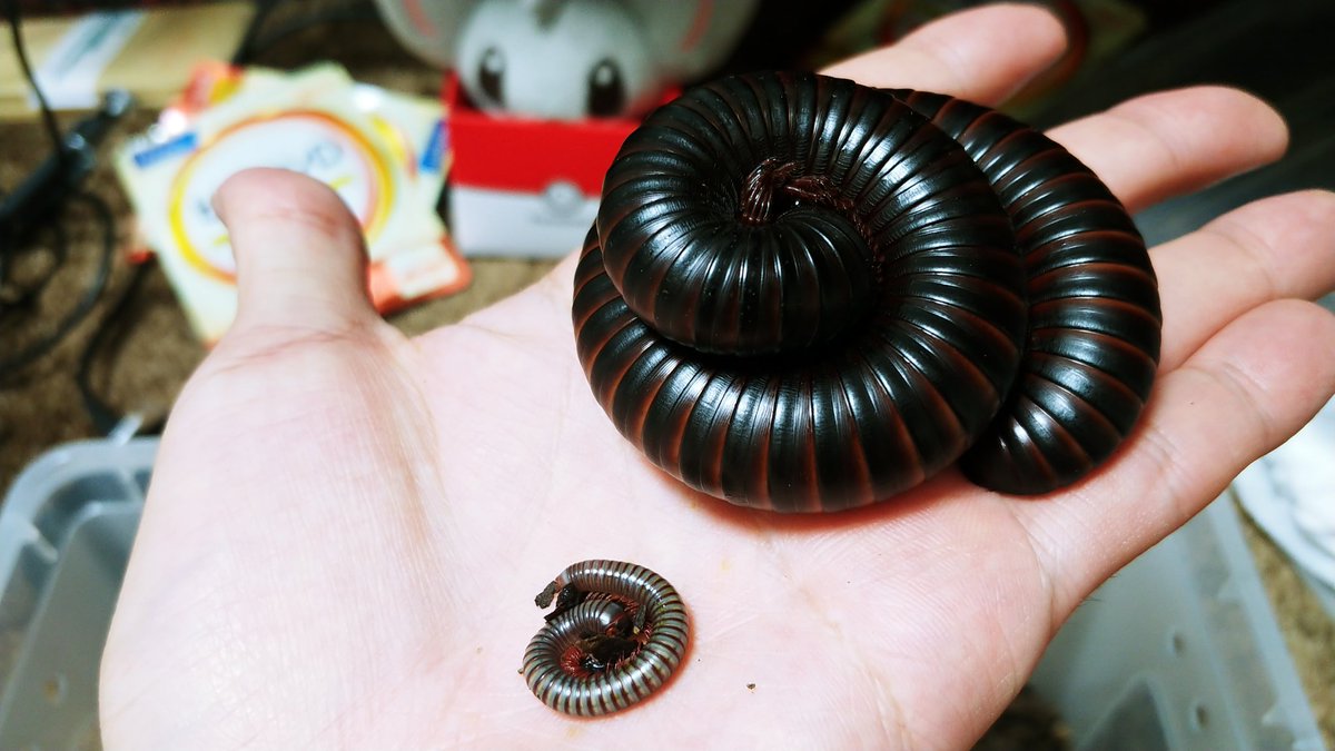 イカぽ ちょいちょいヤスデちゃんが話題なるので紹介 ミィのウチにはクソデカなトーゴオオヤスデと 通常サイズのブルーミリピードがいますミィ ヤスデは見た目がクソキモい故に不快害虫 扱いされてますが 落ち葉などを分解する益虫で 顔もムカデという