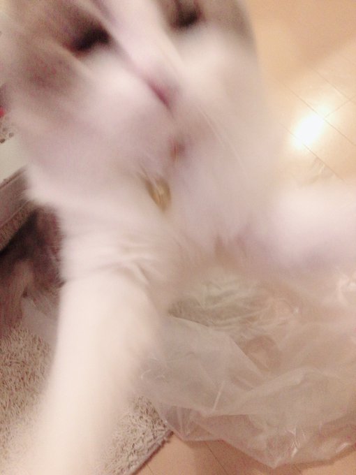 Onosaki1126さんのイラスト一覧