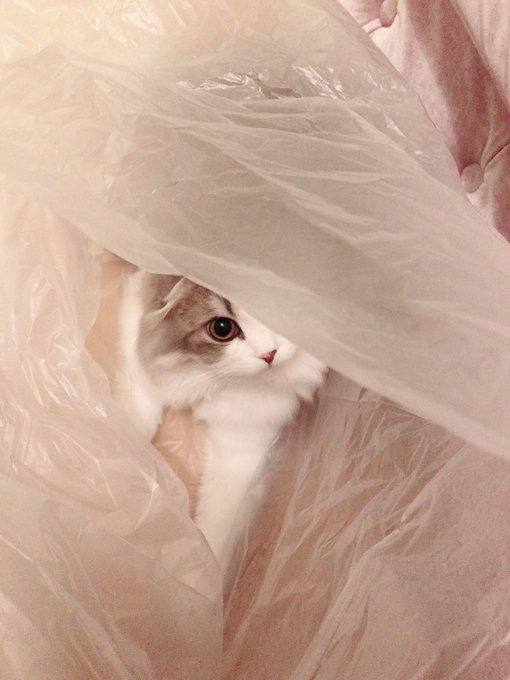 Onosaki1126さんのイラスト一覧