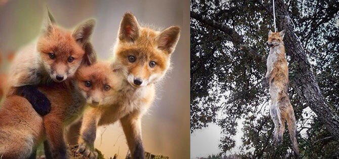 Face à l'irresponsabilité des pouvoirs publics et le soutien honteux des représentants de l'Etat qui encouragent le massacre de 600.000 renards par le lobby des chasseurs chaque année, signez et partagez en masse cette pétition qui prend de l’ampleur 

change.org/p/emmanuel-mac…