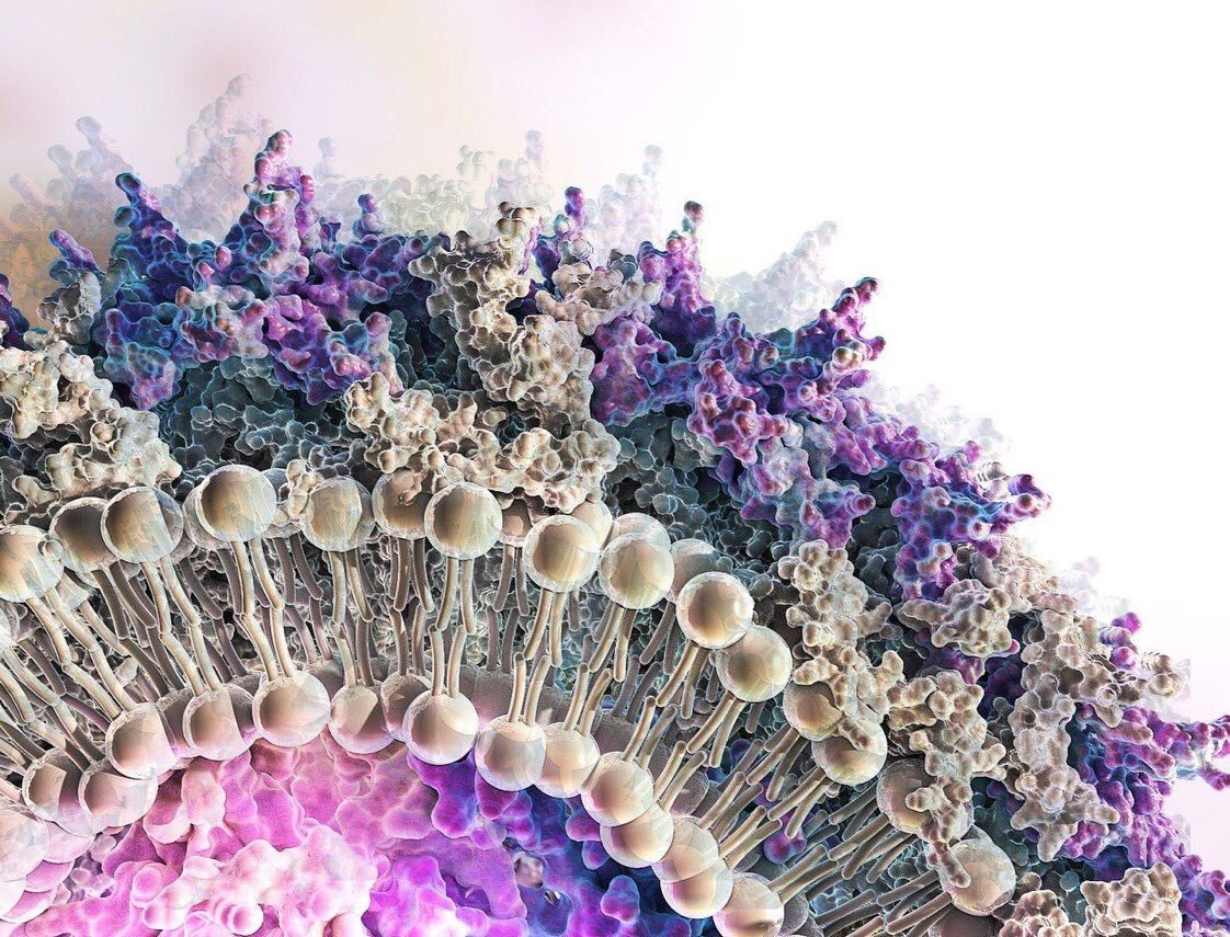 LaurelCoons's tweet photo. Lipid Bilayer:
💦In a biological #membrane, the phospholipids are organized into a #bilayer
💦#Nonpolar regions (#hydrophobic) face the interior of the bilayer, shielded from water
💦#Polar regions (#hydrophilic) face outward, interacting with water inside and outside the cell https://t.co/86wKx1cDxC