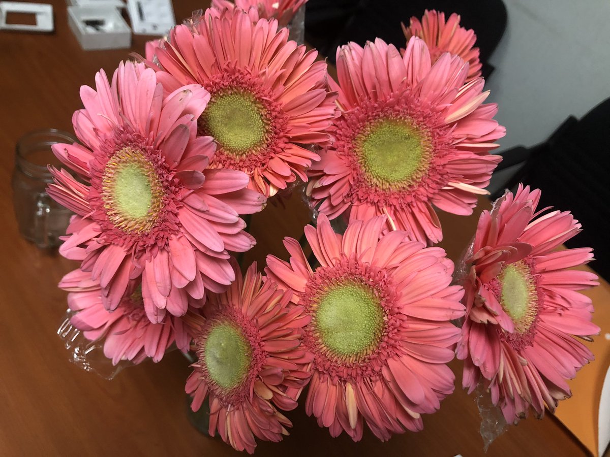 Gerbera