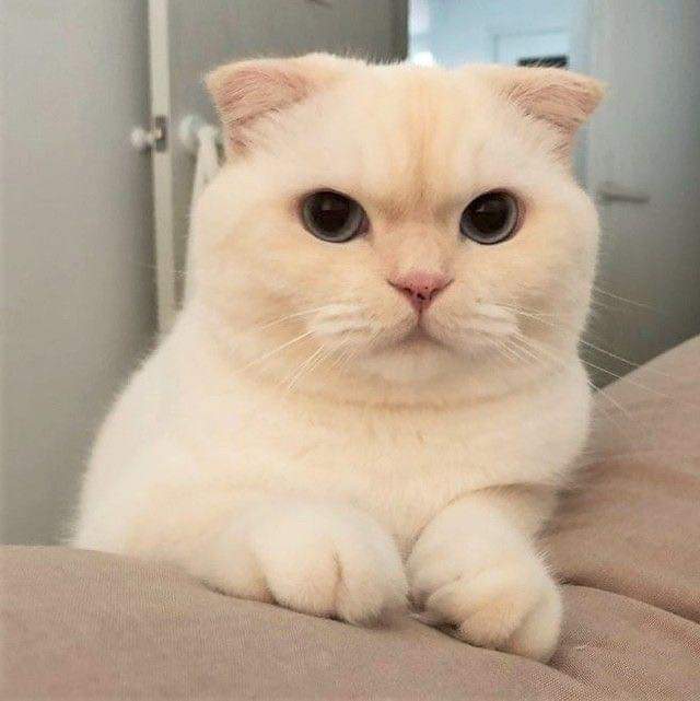 Triplekwan501's tweet photo. ทำมาเป็นหน้าอ้วน ท่ดๆๆหน้ารัก!!🤭😽😾 #soonmoo https://t.co/jvppr0XYf7