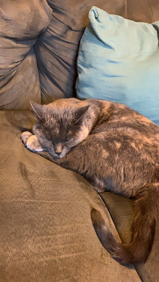 ee_lunch's tweet photo. Taking a snooze dreaming about some new toys since someone got their taxes done on time 👏 .. dad’s are up next @LordBenedum @turbotax #NewToyFeelins #TurboTaxFreeFeeling #sweepstakes #TurboTaxFreeEdition https://t.co/KFaMljOaSj