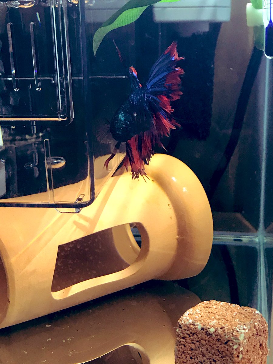 ともよ ベタと多肉 Plantomoyo1 Twitter