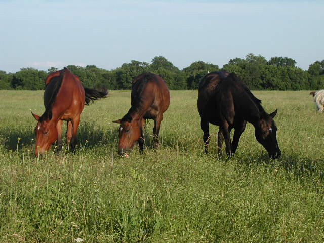 Get out into nature. Watch the horses or deer graze. 