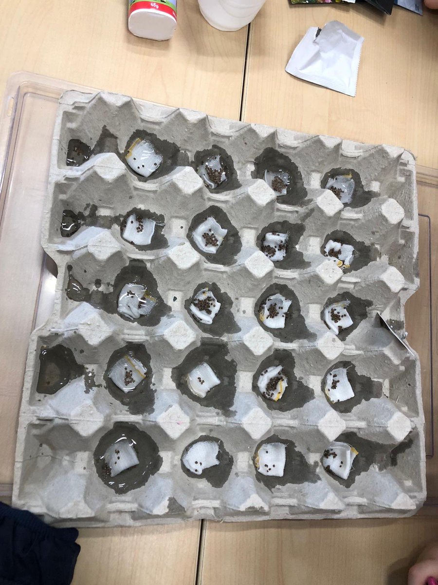 scps_foundation's tweet image. Fs1 planted some cress, wildflowers and sunflowers today to see how they grow and change! #springcottagescience #springcottageeyfs #fs1