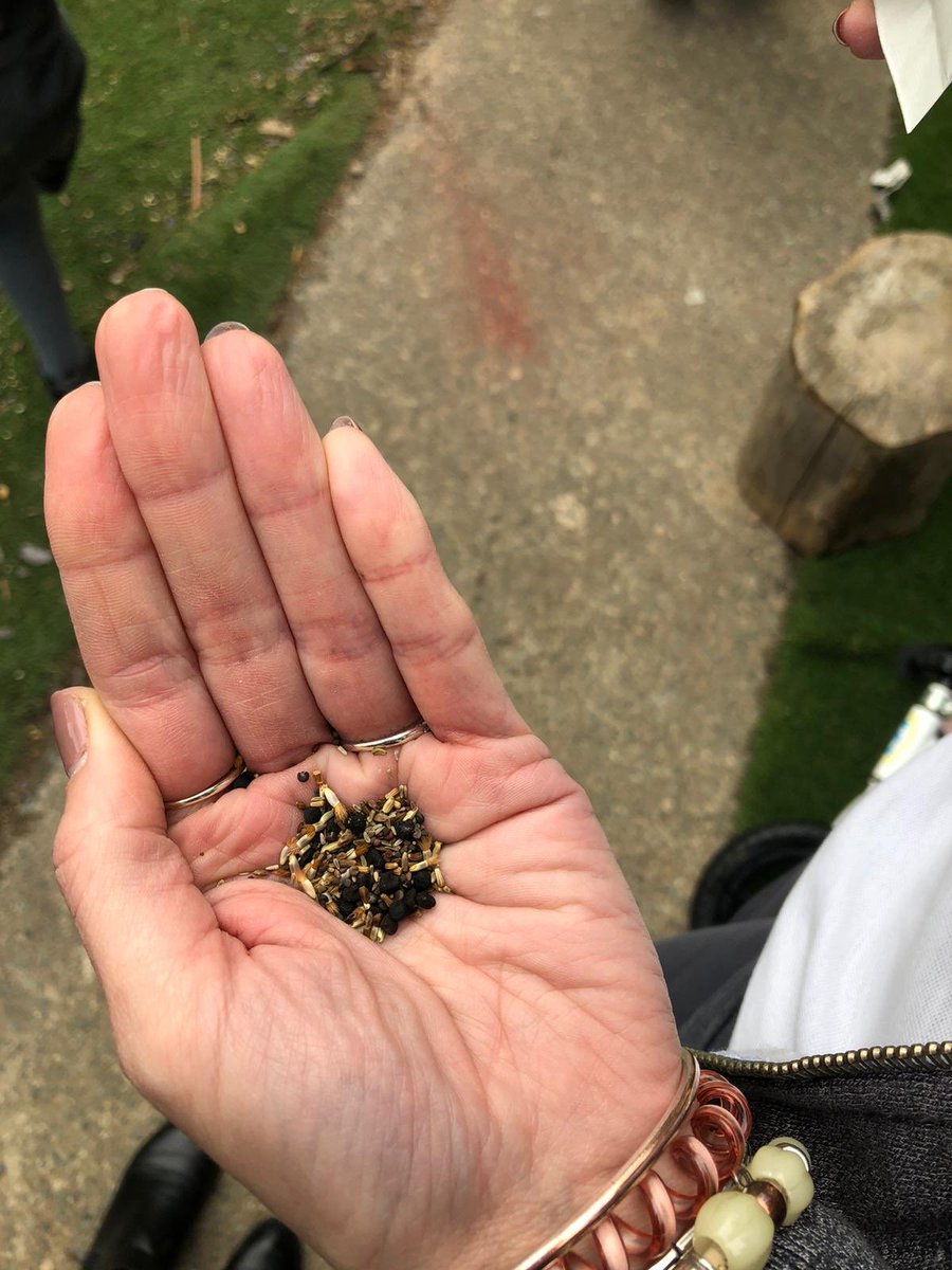 scps_foundation's tweet image. More seed planting! #fs1 #springcottagescience #springcottageeyfs