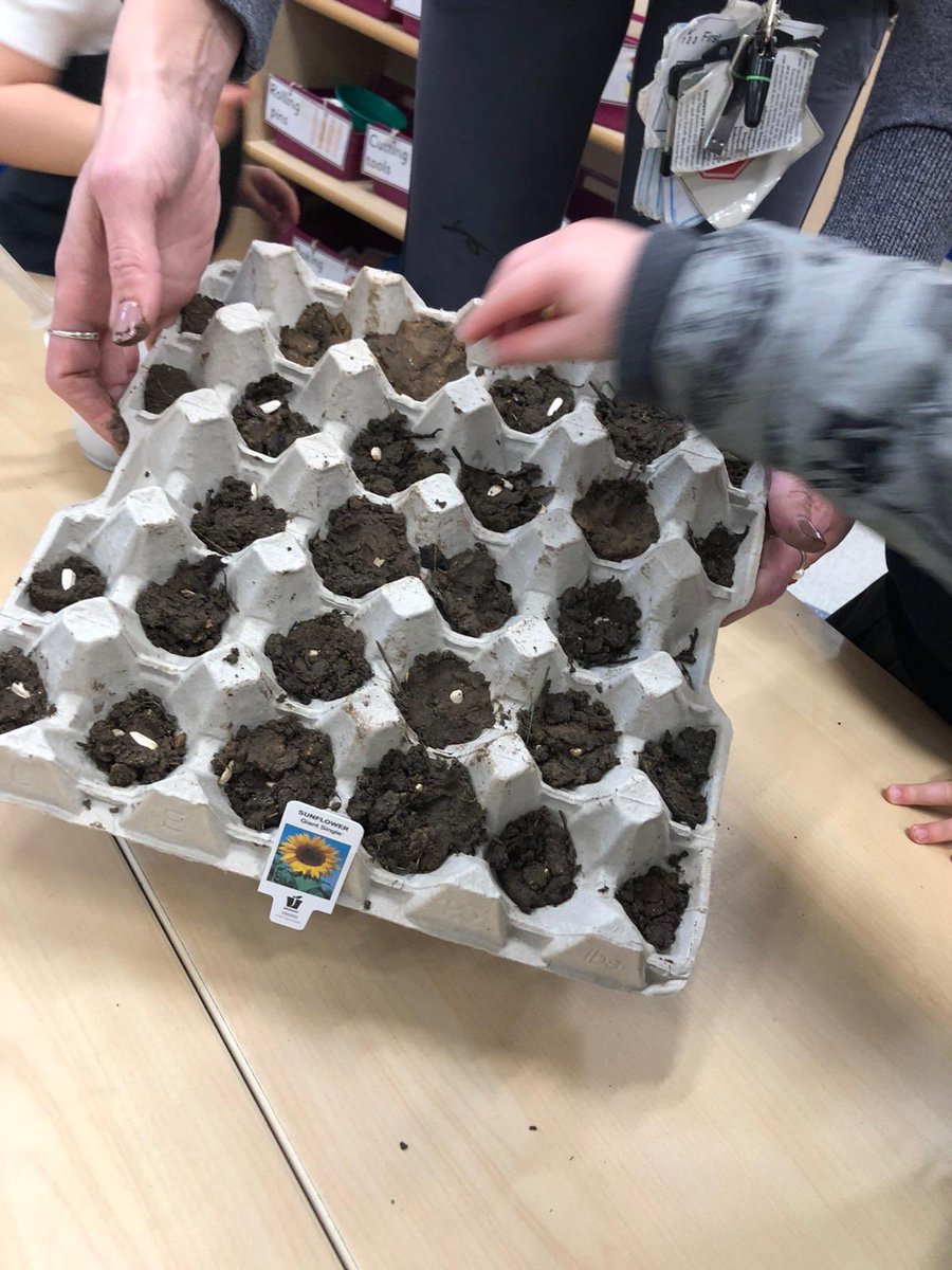 scps_foundation's tweet image. More seed planting! #fs1 #springcottagescience #springcottageeyfs