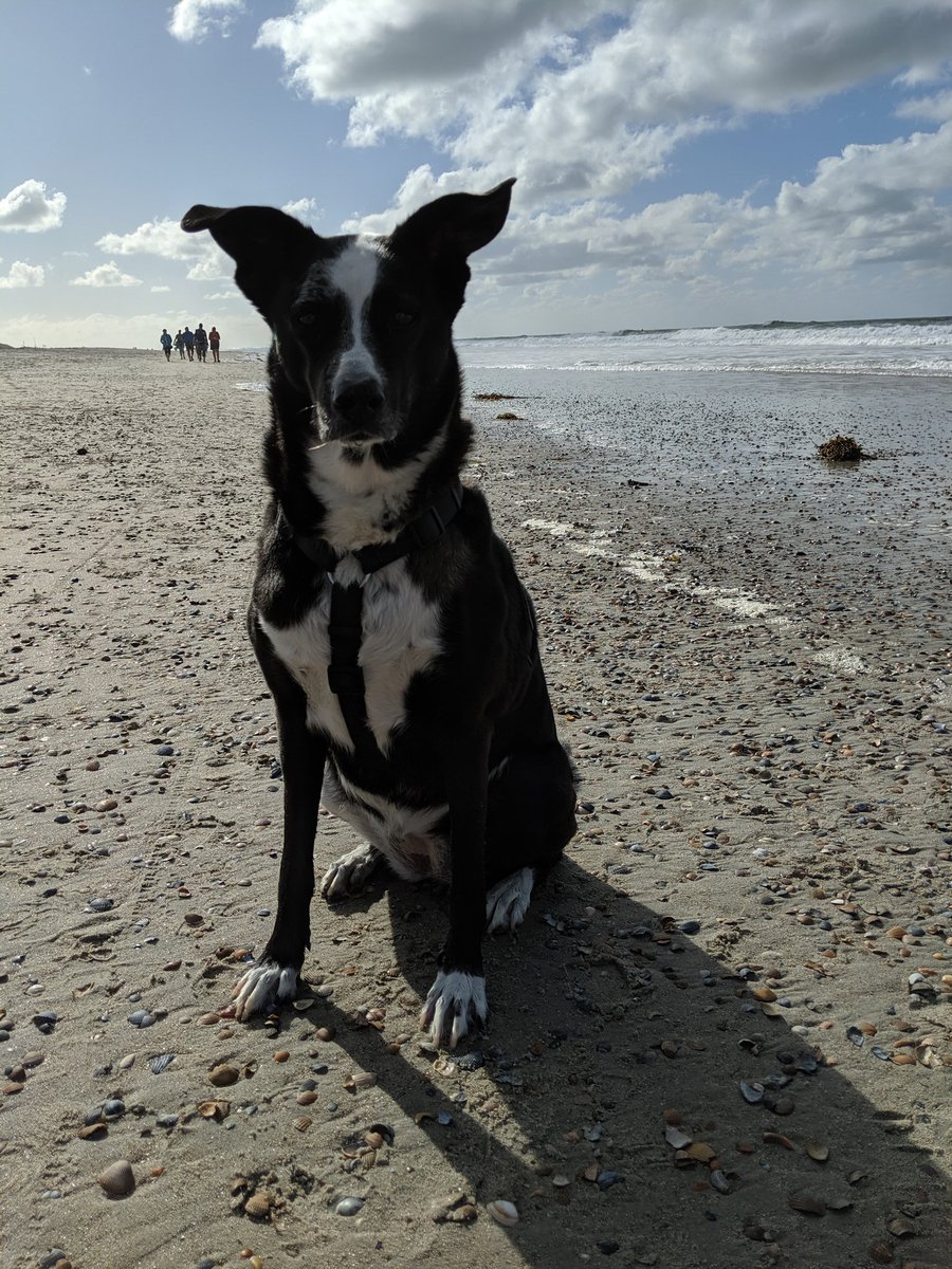 Goodbye sweet, wonderful Bonnie. We are immensely sad we had to let you go. Incredibly happy for all the wonderful years you were with us. Sleep well, Priepje.💔