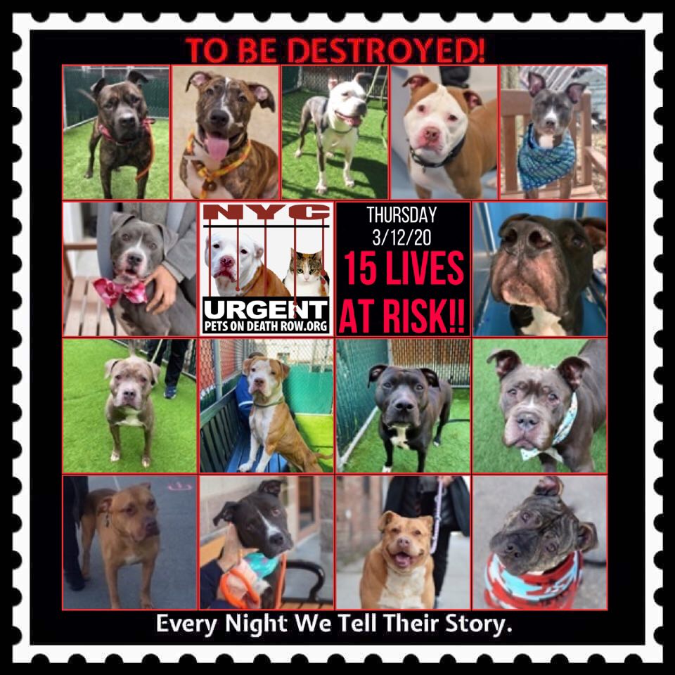 Urgent Death Row Dog on Twitter: Urgent Death Row Dog on Twitter: