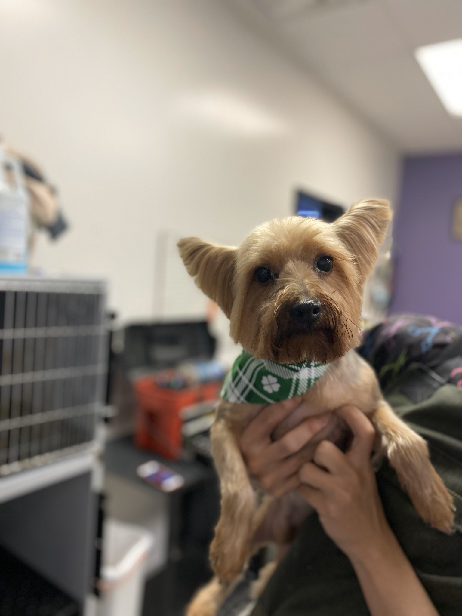 Bentley's Dog Wash & Grooming on Twitter "We all love Yorkies right