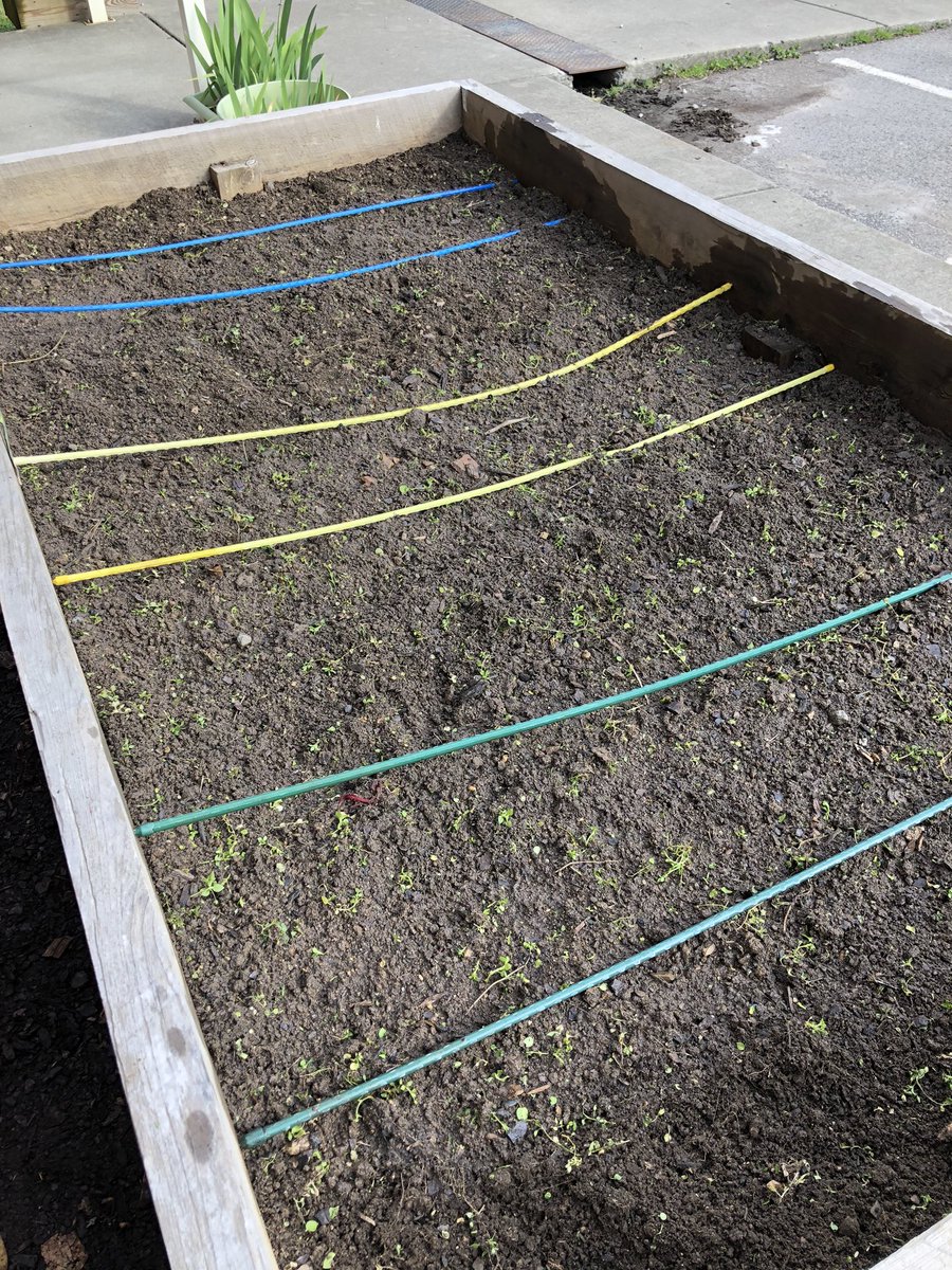 cbyrdteaches17's tweet photo. Nothing expresses hope for the future more than teaching and gardening! WB grows me everyday! @WaverlybelPTO @WBESBulldogs https://t.co/Ln4oozRGi9