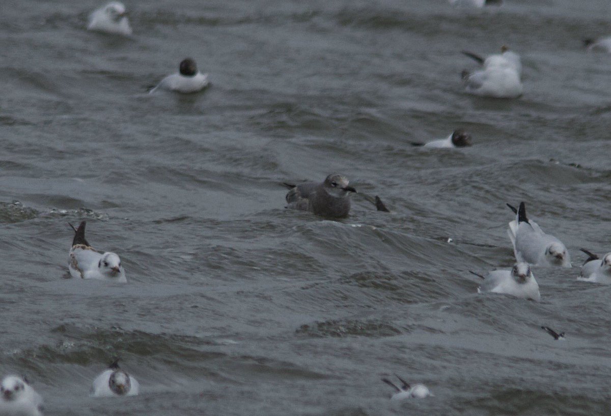 bri66thomp's tweet photo. 1st winter Laughing Gull, I am being told, really hope it is. And hope it can be redound. I Took this at Herons Green, Chew Valley Lake this afternoon. @bristolbirding @CVLbirding @RareBirdAlertUK @BirdGuides https://t.co/6tczmhHTKL