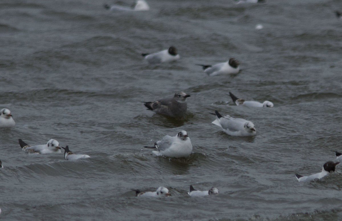 bri66thomp's tweet photo. 1st winter Laughing Gull, I am being told, really hope it is. And hope it can be redound. I Took this at Herons Green, Chew Valley Lake this afternoon. @bristolbirding @CVLbirding @RareBirdAlertUK @BirdGuides https://t.co/6tczmhHTKL