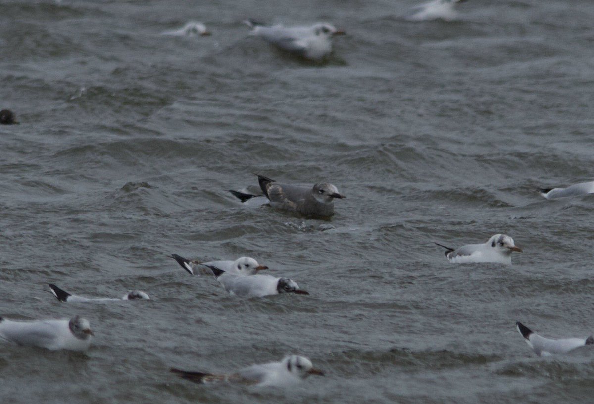 bri66thomp's tweet photo. 1st winter Laughing Gull, I am being told, really hope it is. And hope it can be redound. I Took this at Herons Green, Chew Valley Lake this afternoon. @bristolbirding @CVLbirding @RareBirdAlertUK @BirdGuides https://t.co/6tczmhHTKL
