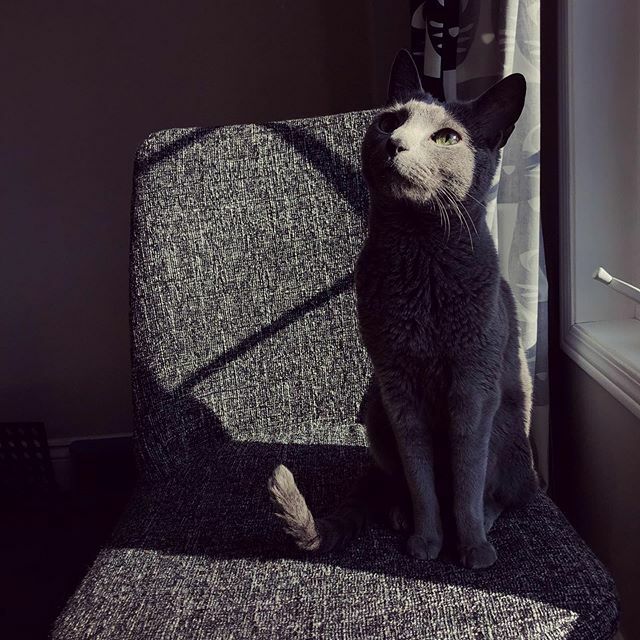 It always greatly amuses me to see gorgeous light and snap a photo with my iPhone. I am a huge believer in photography isn’t about the gear. It’s about light. Remember - the best camera is the one you have with you.
.
.
.
#russianblue #shotoniphone #ipho… ift.tt/2TDkXUs