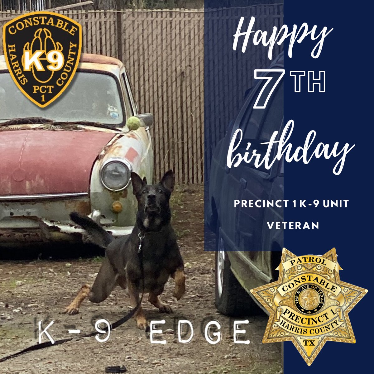 Pct1Constable's tweet photo. Happy birthday #K9Edge!
π π π₯³ This dual purpose narcotics and apprehension dog turns 7 today! #PCT1K9Unit #PoliceDogs #K9 https://t.co/05hJXo0iMs