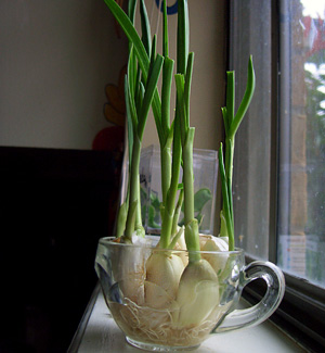 If you still have some Ontario garlic in the pantry; put it in water…and watch it grown; hydroponically.