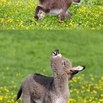 ストレスを感じている皆様にｗ春を満喫しているロバの赤ちゃんの画像です!