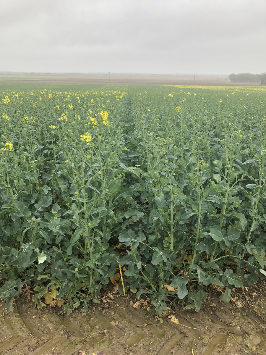 Avec presque 3 semaines d’avance, les colzas les plus précoces arrivent à floraison ! On note la précocité des hybrides de demain <a href="/DEKALB_FR/">DEKALB-FieldView by Bayer France</a> <a href="/terresinovia/">Terres Inovia</a>