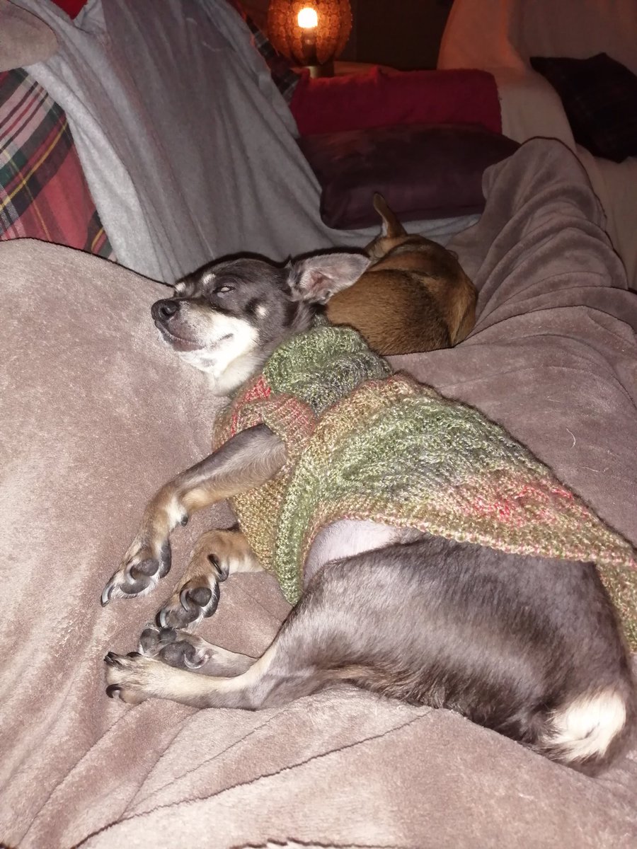 #NapTime #Pip #Tommy #Vosje