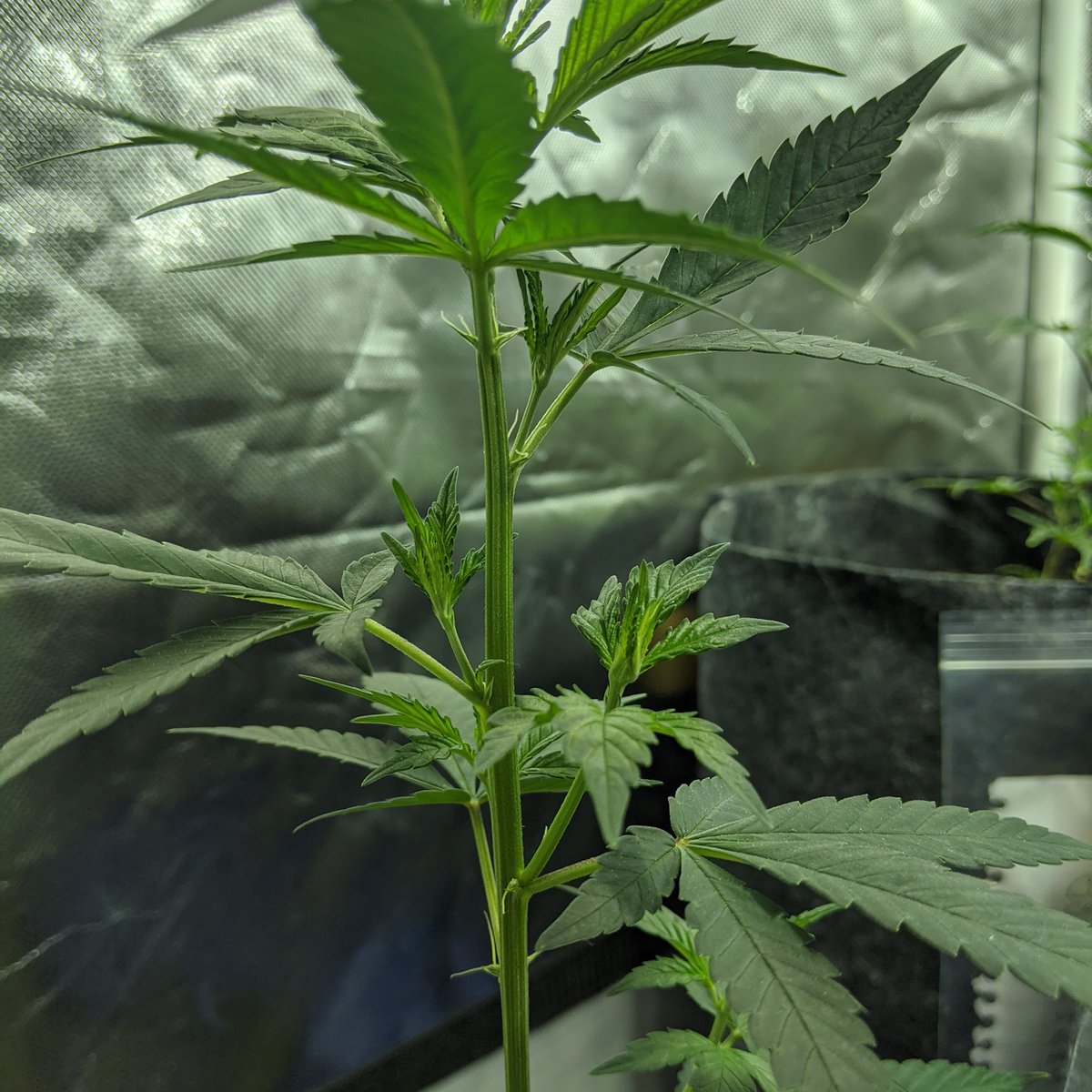 echomegrown's tweet image. Excited to see some new Groth on my #whitecookies #luma #mh600watt
instagram.com/p/B9ka7sgnwGJ/…