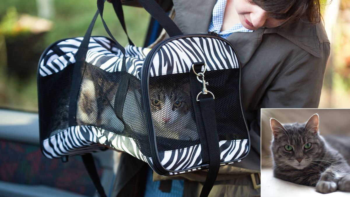 TheOnion's tweet photo. Woman Adopts Second Cat For First One To Terrorize While She At Work https://t.co/R0nqjKufTH https://t.co/496lxnB7Ig