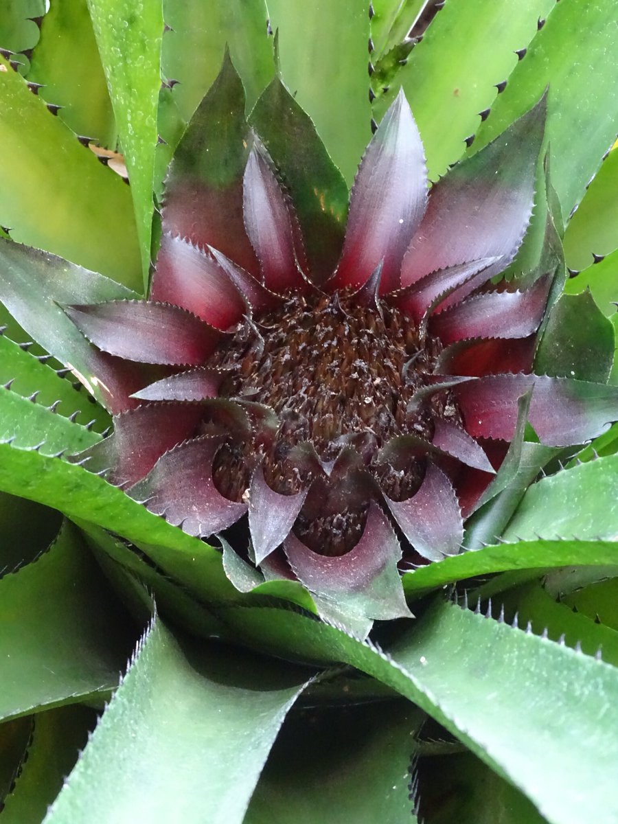 yodeviajes's tweet photo. Lo que más me gusta de las #bromelias es las sorpresas que tienen en el centro. Estas fotos las tome en el #Jardin #Botanico de #Berlin, que por cierto es el segundo más viejo del mundo 😍 #Alemania https://t.co/xqVCn5G22o