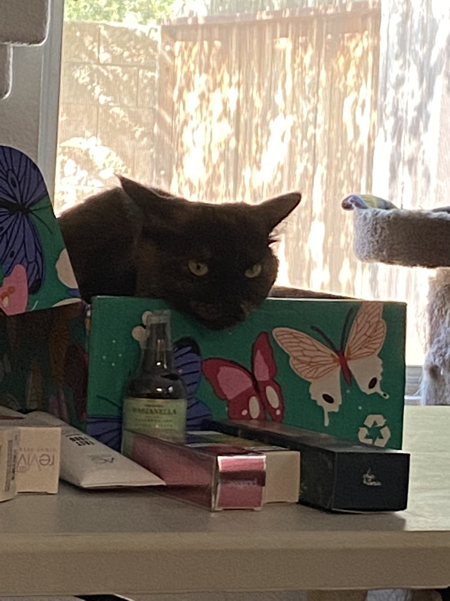 Curry_theTortie's tweet image. Got my @fabfitfun box today! 😻#currythetortie #fabfitfun #fabfitfunspringbox #cats #tortiecat