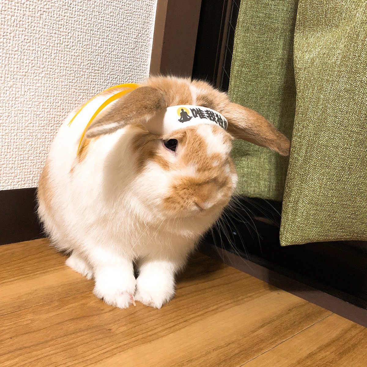 Mippy0416's tweet photo. @netgeekAnimal https://t.co/POo8Z1h3P9