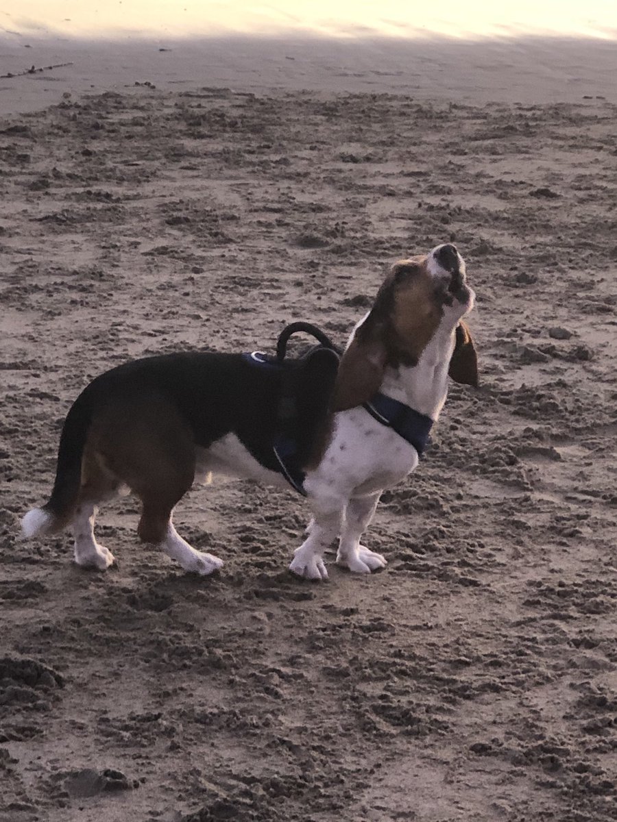 timhaight's tweet image. That howling you heard at Its Beach could have come from Gunther... #DogsCruz