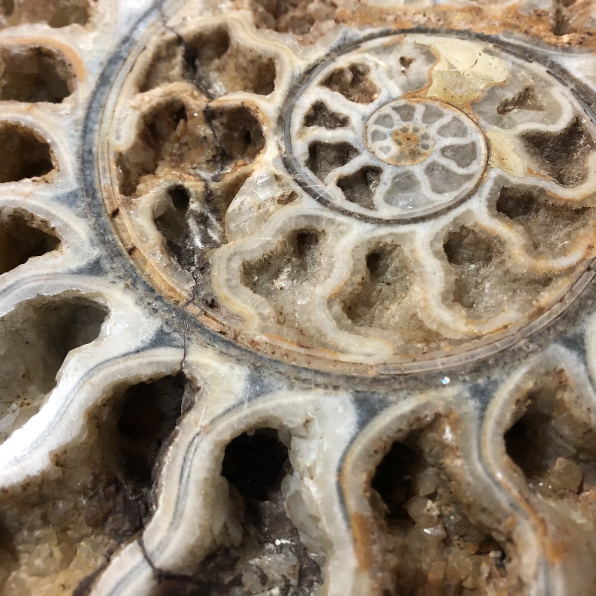 AmalKhreisheh's tweet photo. Had a researcher in today looking at ammonites. It’s a subject I know little about but there are some beautiful specimens in the museum collections. #SWHTDiscovery #SouthWestHeritageTrust https://t.co/peRqxfclUb