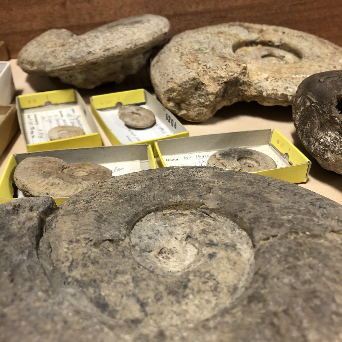 AmalKhreisheh's tweet photo. Had a researcher in today looking at ammonites. It’s a subject I know little about but there are some beautiful specimens in the museum collections. #SWHTDiscovery #SouthWestHeritageTrust https://t.co/peRqxfclUb