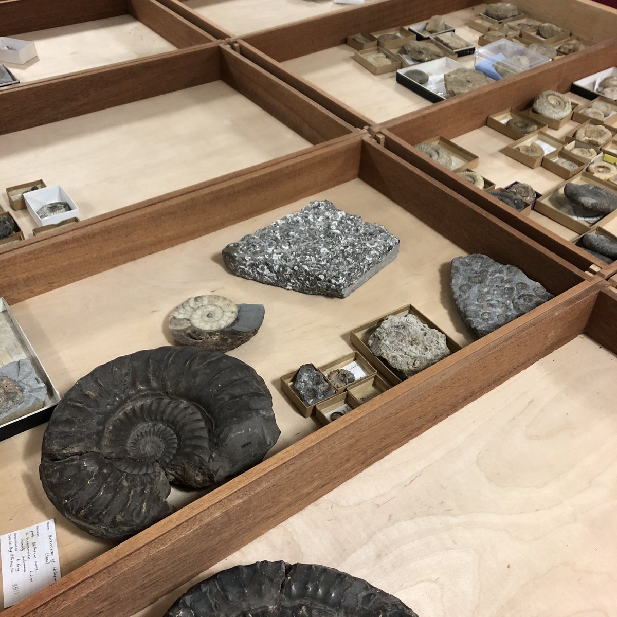 AmalKhreisheh's tweet photo. Had a researcher in today looking at ammonites. It’s a subject I know little about but there are some beautiful specimens in the museum collections. #SWHTDiscovery #SouthWestHeritageTrust https://t.co/peRqxfclUb