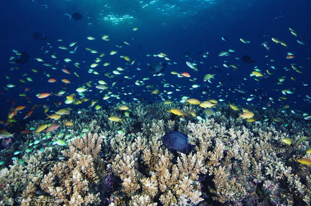 Did you know coral reefs are known as rainforests of the sea? They cover less than 1% of the ocean but are home to almost 25% of all known marine life! Be part of the moment by swapping your cup for a STACK-CUP™ #reusablecups #reducepollution 

📸 - miami.barracuda