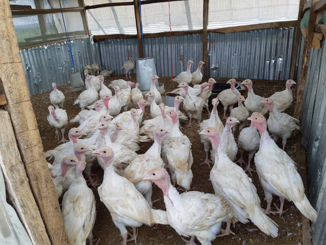 AkinbodeJoy's tweet photo. Do you know?
First Set of Poultry investment for Broilers has arrive and are looking very healthy.
Let's invest.
#NFGCSPoultry https://t.co/FPv8TEyoWh