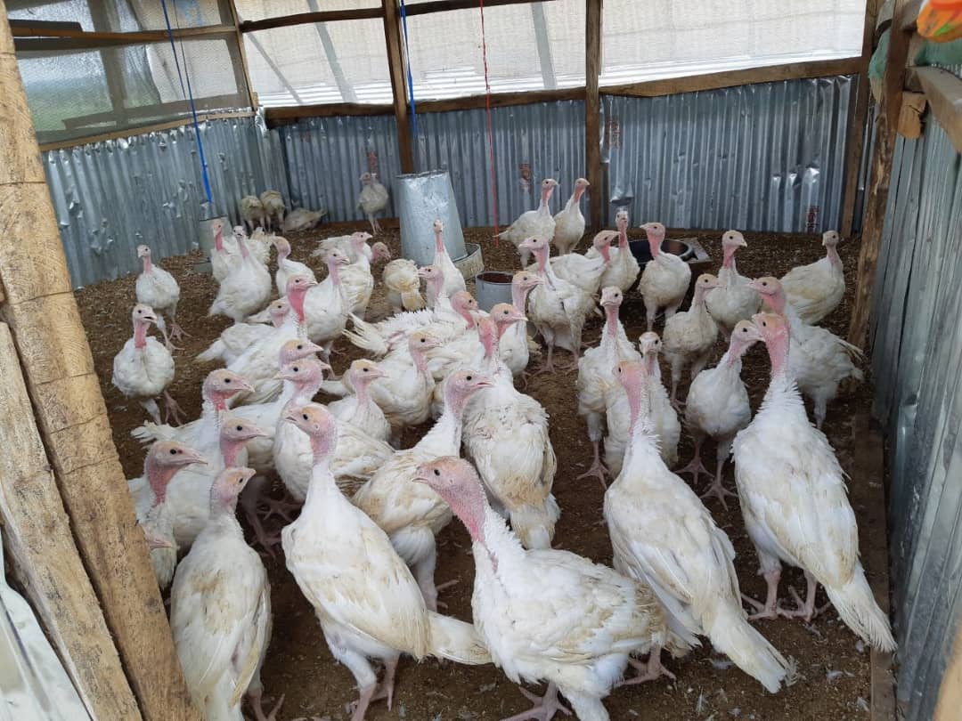 AkinbodeJoy's tweet photo. Do you know?
First Set of Poultry investment for Broilers has arrive and are looking very healthy.
Let's invest.
#NFGCSPoultry https://t.co/FPv8TEyoWh