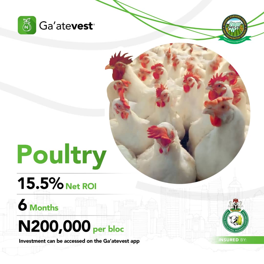 AkinbodeJoy's tweet photo. Do you know?
First Set of Poultry investment for Broilers has arrive and are looking very healthy.
Let's invest.
#NFGCSPoultry https://t.co/FPv8TEyoWh