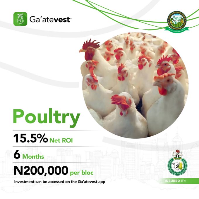 ekeson_junior's tweet photo. #NFGCSPoultry Right now, First Set of Poultry investment for Broilers has arrived. https://t.co/77YN8ulO9R