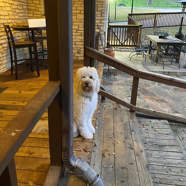 KirkTheFloof's tweet photo. 🎵Home, Home on the range 🎵
🎵Where the floofs and the grandpawrents play🎵 https://t.co/1Mp5StFlP9 https://t.co/P8g6t1wT4D