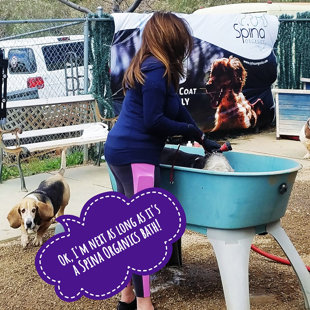 SpinaOrganics's tweet photo. #spinaorganics and #bathtime for the hounds @Daphneyland Basset Rescue Daphneyland!
 We had So much fun with these wonderful dogs, go visit @Daphneyland and rescue a #cleanspinapup ! https://t.co/hGjmRHGcIC
