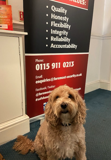 Welcome the latest addition to the Foremost Security Team - Barney! 🐶

Skills include: Being a good boy and keeping cats away.

#OfficeDogs can boost #mentalhealth by reducing anxiety and stress levels. His presence has made our day PAWSitively better!

#NewRecruit #BarkingMad